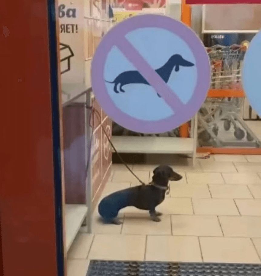 No Dachshunds