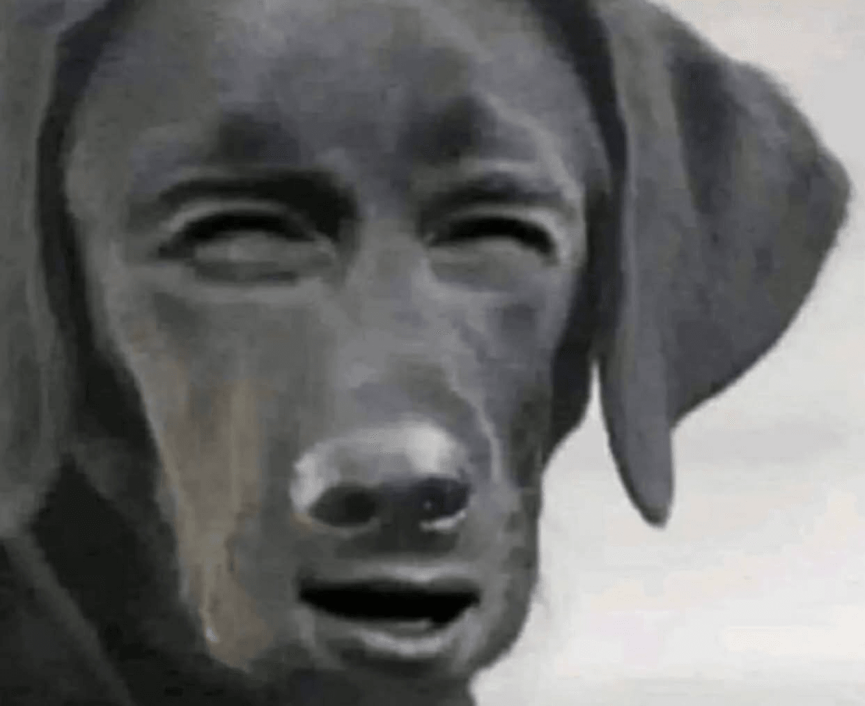 wtf dog