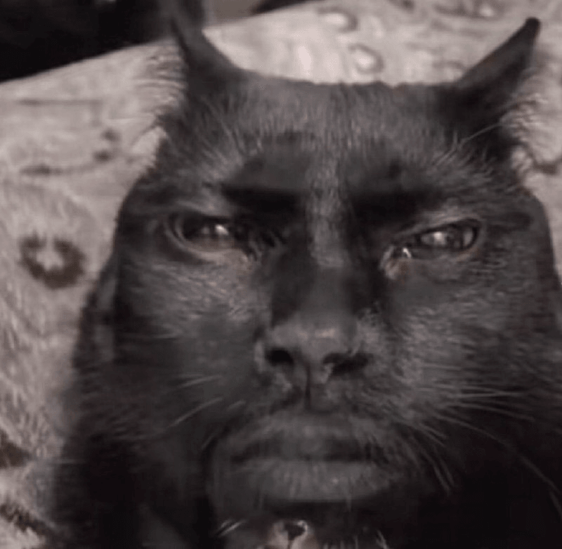 straight face cat
