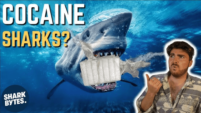 Cocaine sharks?