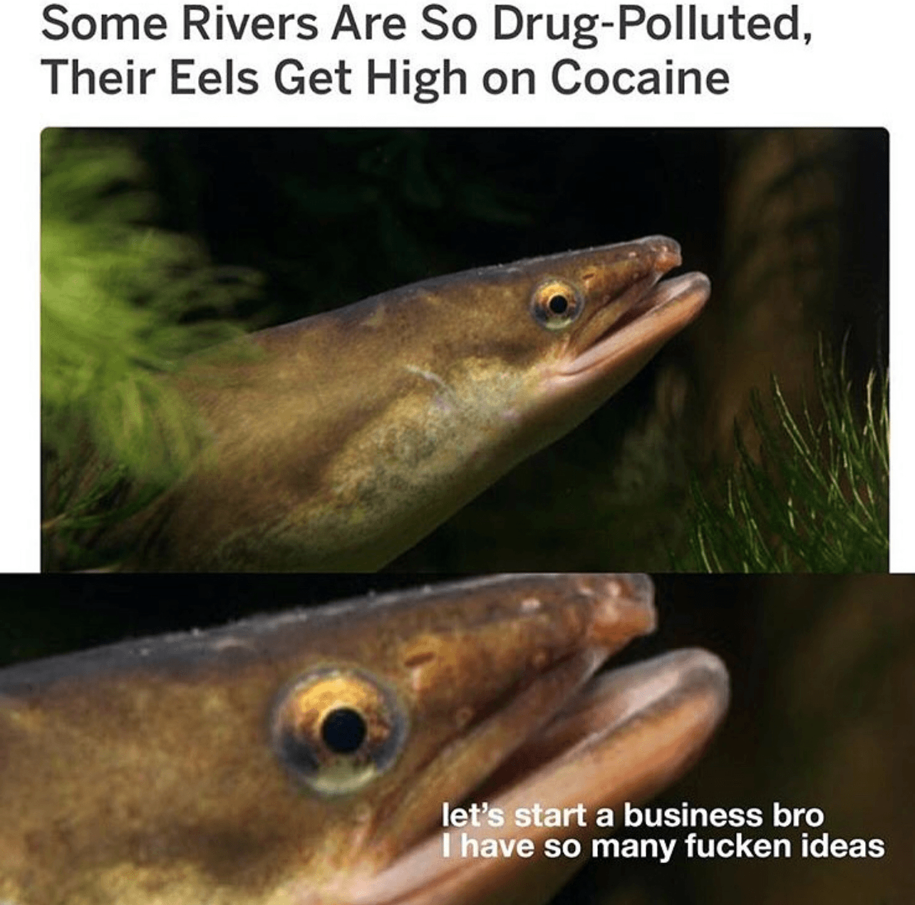 I have so many fuckin ideas!